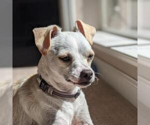 Border Terrier Dogs for adoption in Pleasanton, CA, USA