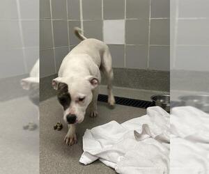 American Pit Bull Terrier-Unknown Mix Dogs for adoption in Las Vegas, NV, USA