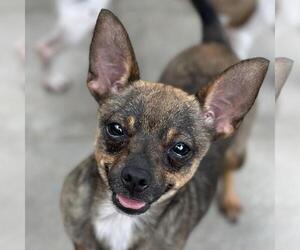 Chihuahua-Unknown Mix Dogs for adoption in Yardley, PA, USA