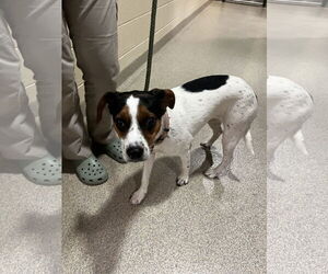Mutt Dogs for adoption in Virginia Beach, VA, USA