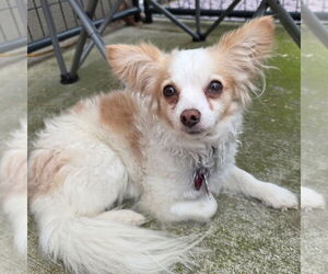 Malchi Dogs for adoption in Chico, CA, USA