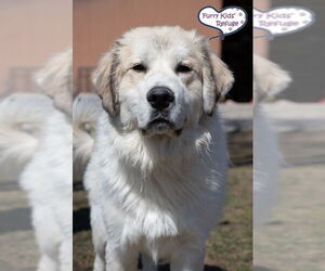 Great Pyrenees-Unknown Mix Dogs for adoption in Lee's Summit, MO, USA