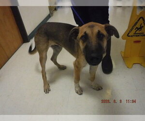German Shepherd Dog-Unknown Mix Dogs for adoption in Oroville, CA, USA