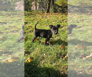 Rat-a-pap Dogs for adoption in Springdale, PA, USA