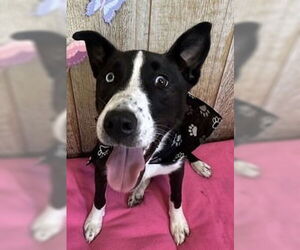 Border Collie-Unknown Mix Dogs for adoption in Canton, CT, USA
