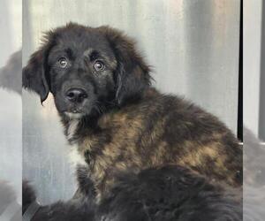 German Shepherd Dog-Unknown Mix Dogs for adoption in San Antonio, TX, USA