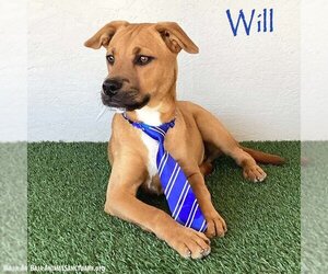 Boxer-Unknown Mix Dogs for adoption in San Diego, CA, USA