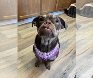 French Bulldog-Unknown Mix Dogs for adoption in Shreveport, LA, USA