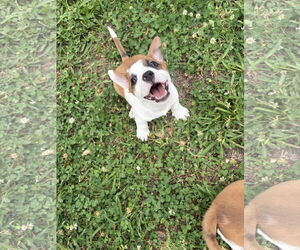 Cojack Dogs for adoption in The Woodlands, TX, USA
