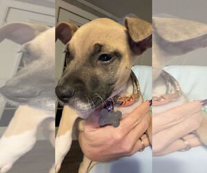 Retriever -Unknown Mix Dogs for adoption in Holly Springs, NC, USA