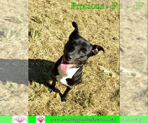 Border Collie-Unknown Mix Dogs for adoption in Pensacola, FL, USA