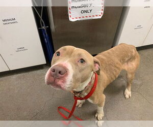 Medium Photo #1 American Pit Bull Terrier Puppy For Sale in Berkeley , CA, USA