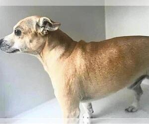 Chihuahua Dogs for adoption in Houston, TX, USA