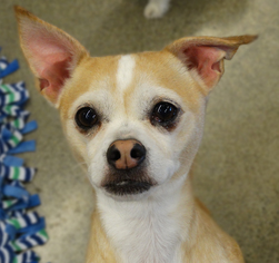 Chihuahua-Unknown Mix Dogs for adoption in Tacoma, WA, USA