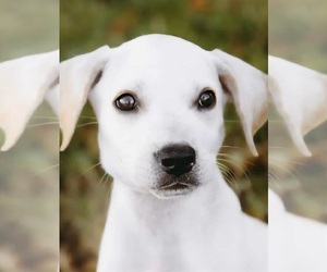 Labbe Dogs for adoption in Princeton, MN, USA