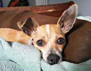 Rat Terrier Dogs for adoption in Durham, NC, USA