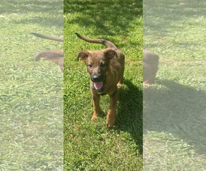 Catahoula Leopard Dog-Unknown Mix Dogs for adoption in pomfret, CT, USA