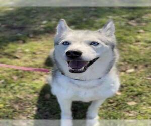 Siberian Husky Dogs for adoption in Georgetown, TX, USA