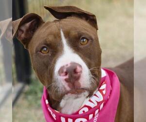 American Staffordshire Terrier-Unknown Mix Dogs for adoption in San Antonio, TX, USA