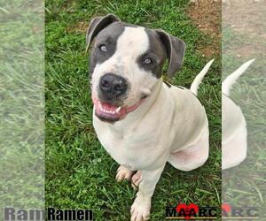 American Pit Bull Terrier-Unknown Mix Dogs for adoption in Maryville, TN, USA