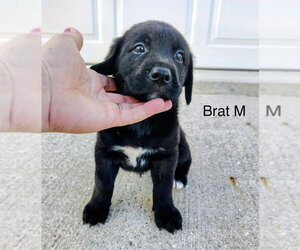 Labrador Retriever Dogs for adoption in Studio City, CA, USA