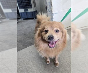 Pomeranian-Unknown Mix Dogs for adoption in San Bernardino, CA, USA