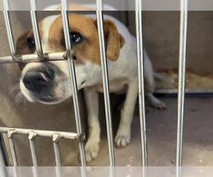Mutt Dogs for adoption in Oklahoma City, OK, USA