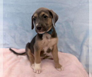 American Staffordshire Terrier-Labrador Retriever Mix Dogs for adoption in Lakewood, CO, USA