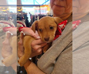 Chihuahua-Unknown Mix Dogs for adoption in Williamsburg, NM, USA