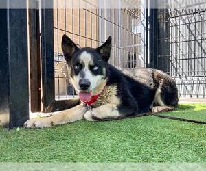 Siberian Husky-Unknown Mix Dogs for adoption in Orange, CA, USA