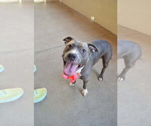 American Pit Bull Terrier-Unknown Mix Dogs for adoption in McKinney, TX, USA