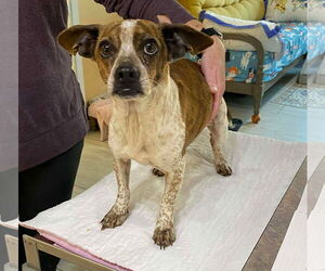 Feist Terrier-Rat Terrier Mix Dogs for adoption in Benton, LA, USA