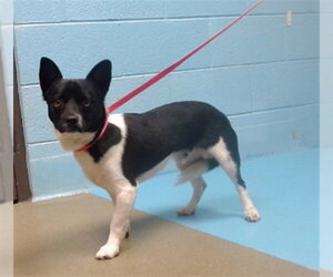 Chihuahua-Unknown Mix Dogs for adoption in Moreno Valley, CA, USA