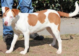 Medium Photo #1 American Bulldog-Unknown Mix Puppy For Sale in Columbus, GA, USA