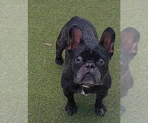 French Bulldog Dogs for adoption in Fort Lauderdale, FL, USA