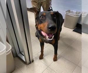 Doberman Pinscher Dogs for adoption in Stockton, CA, USA
