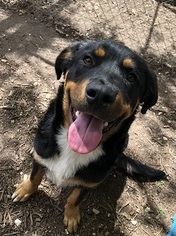 Bernese Mountain Dog-Labrador Retriever Mix Dogs for adoption in Plano, TX, USA