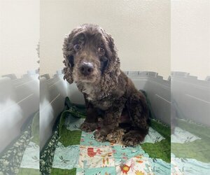 Cocker Spaniel Dogs for adoption in St. Louis Park, MN, USA