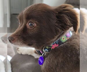 Australian Shepherd-Unknown Mix Dogs for adoption in Fargo, ND, USA