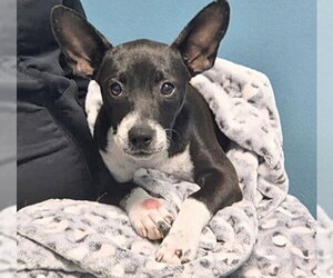 Lab-Rat Terrier Dogs for adoption in Houston, TX, USA