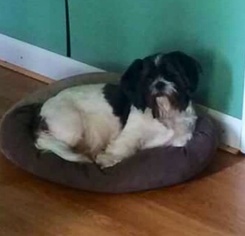 Shih Tzu Dogs for adoption in Maumelle, AR, USA