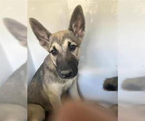 German Shepherd Dog-Unknown Mix Dogs for adoption in Houston, TX, USA