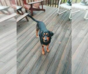 Black and Tan Coonhound-Unknown Mix Dogs for adoption in Ontario, Ontario, Canada