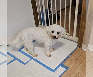 Poodle (Miniature) Dogs for adoption in Jackson, NJ, USA