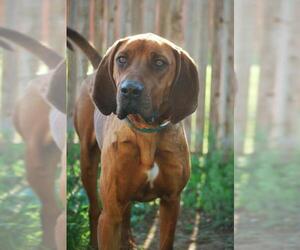 Redbone Coonhound Dogs for adoption in Sandy, UT, USA