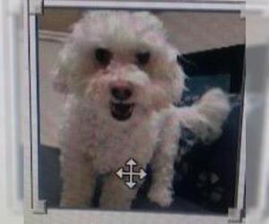 Bichon Frise Dogs for adoption in Lake Forest, CA, USA
