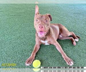 American Pit Bull Terrier-Unknown Mix Dogs for adoption in West Palm Beach, FL, USA