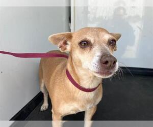 Chihuahua-Unknown Mix Dogs for adoption in Bakersfield, CA, USA