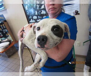Staffordshire Bull Terrier Dogs for adoption in Ocala, FL, USA