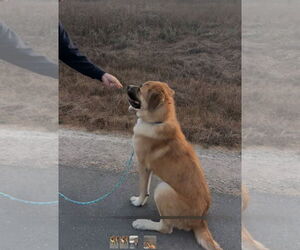 Anatolian Shepherd-Unknown Mix Dogs for adoption in Woodland Hills, CA, USA